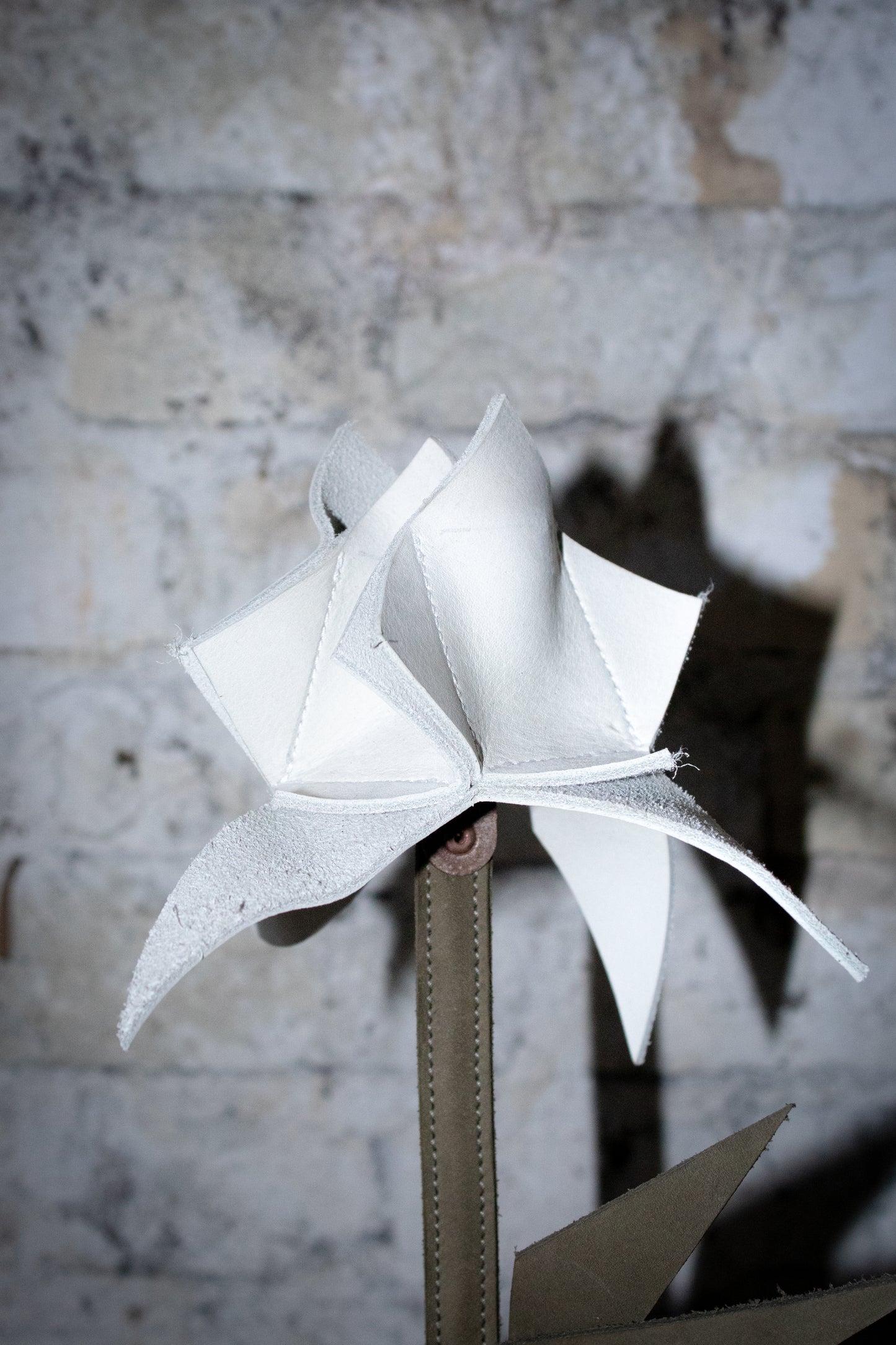 white leather rose